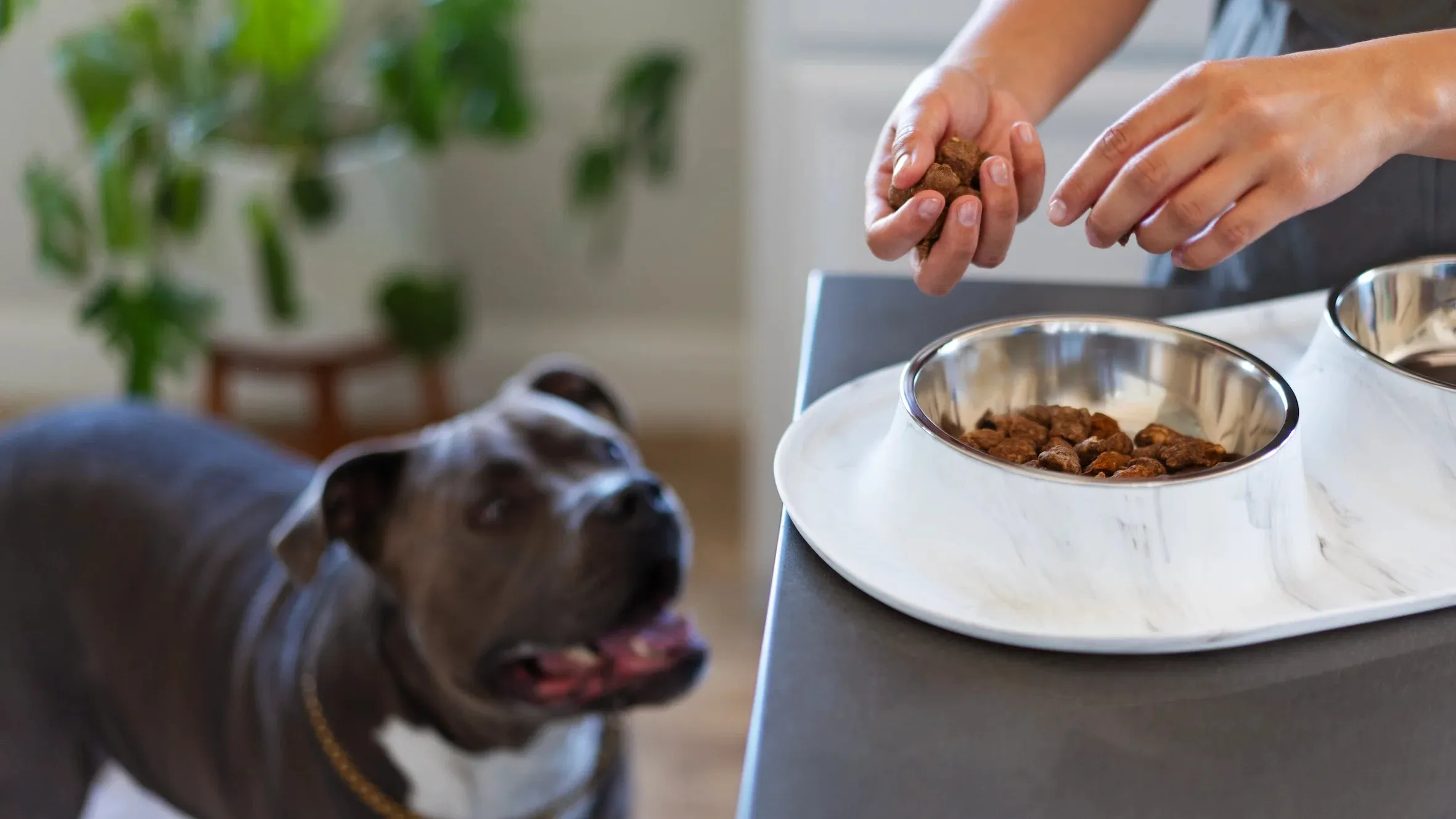 Double Silicone Dog Feeder with Stainless Bowls, Large, 3 Cups Per Bowl, Marble Design