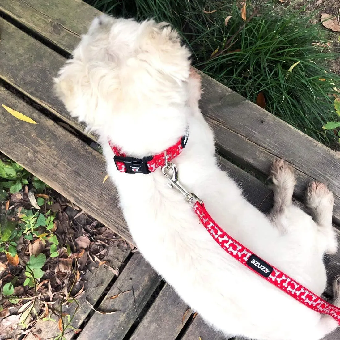 New Year Dog Collar and Leash Set - Meet Festive Friends! 🐾🎉