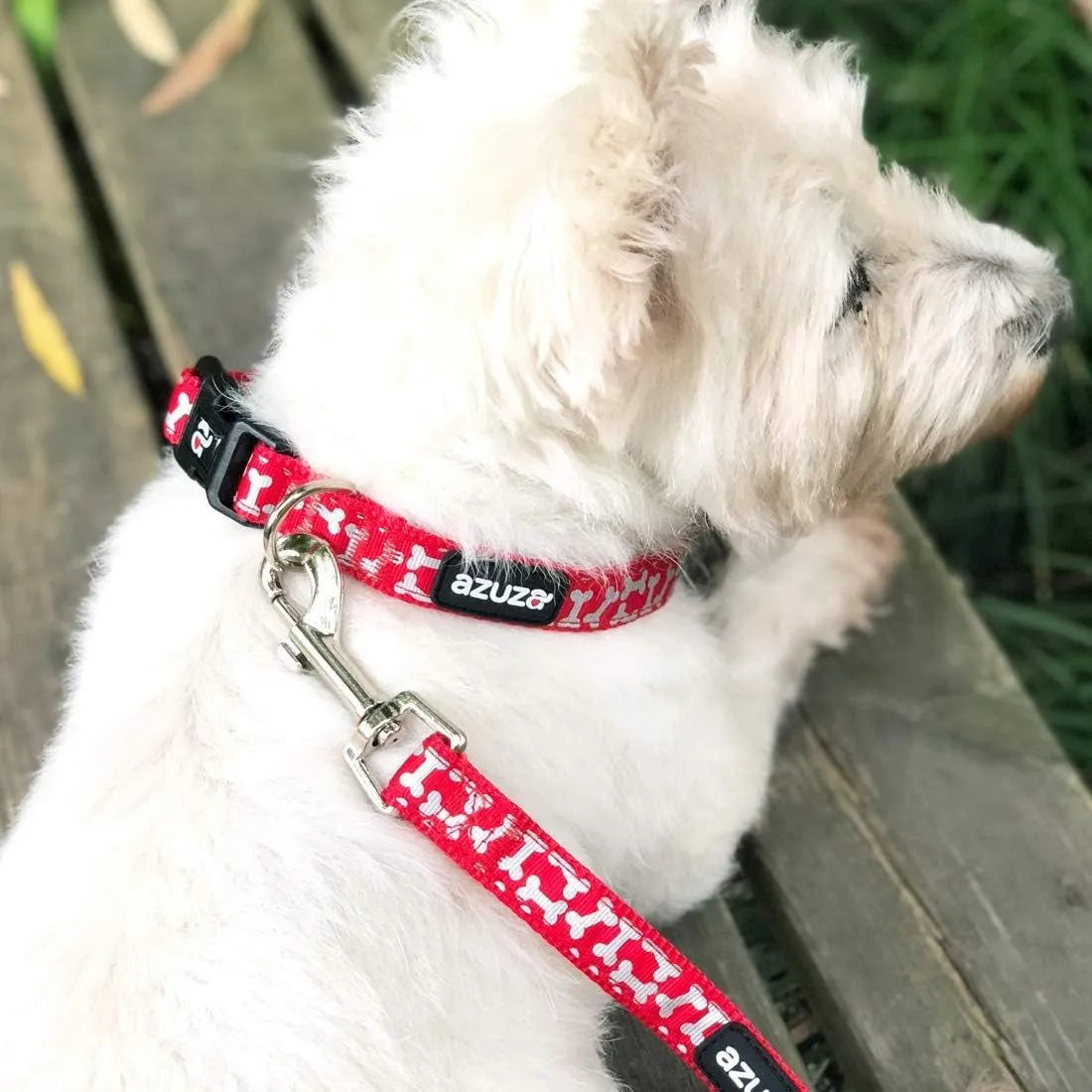 New Year Dog Collar and Leash Set - Meet Festive Friends! 🐾🎉
