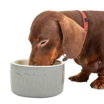 Scruffs | Classic Dog Water Drinking Bowl - 2200ml